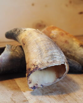 Cornes de bœufs